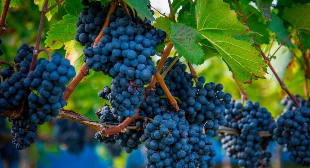 dont taint my grapes wine producers worried nearby marijuana plants will ruin crops