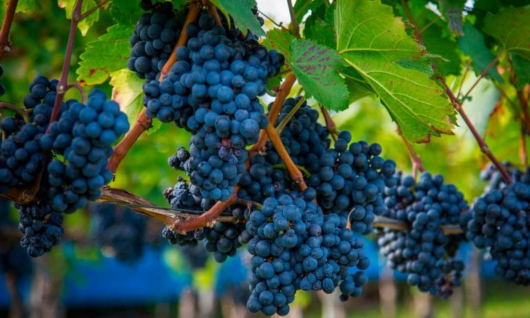 Don’t Taint My Grapes: Wine Producers Worried Nearby Marijuana Plants Will Ruin Crops