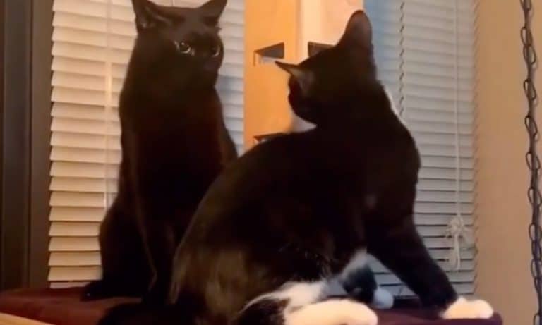 5 Animal Videos To Save Your Week: Oct. 21