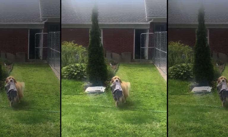 5 Animal Videos To Save Your Week: Oct. 28