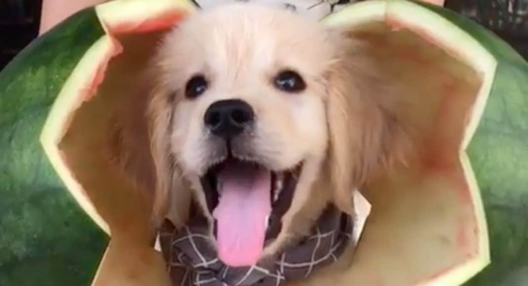 5 Videos Of Cute Animals To Get You Through The Week October 7