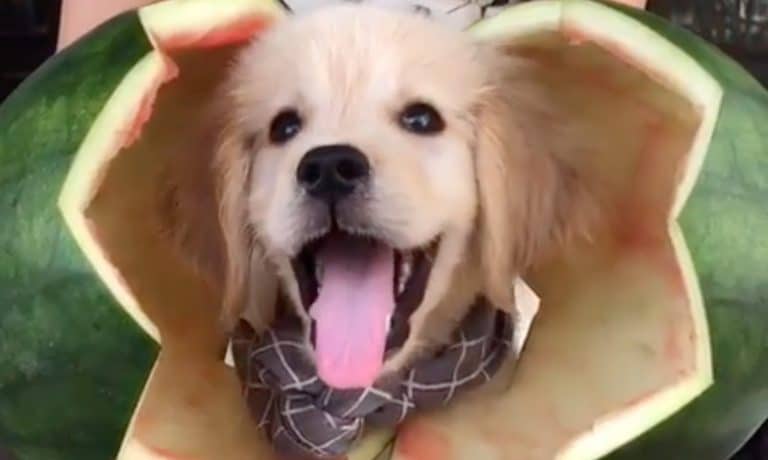 5 Videos Of Cute Animals To Get You Through This Week: October 7