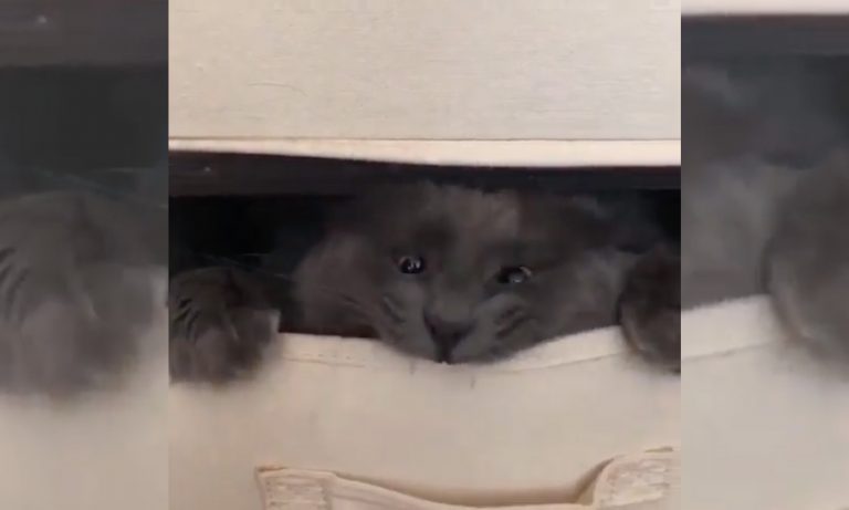 5 Videos Of Cute Animals To Get You Through This Week: September 30