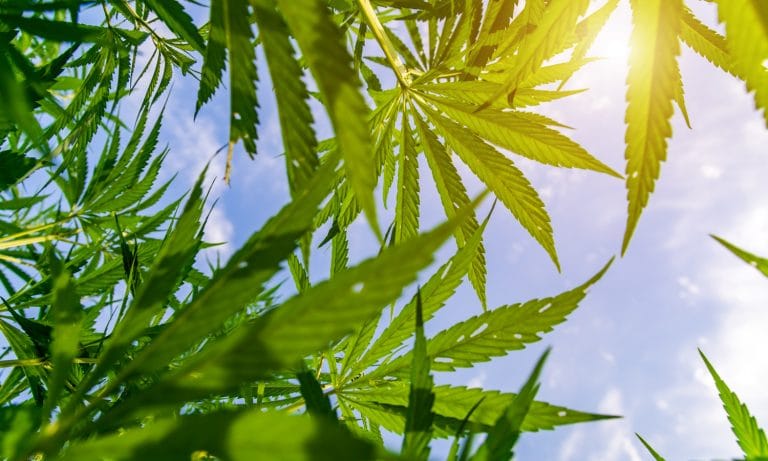 First Year Hemp Growers Struggle To Reach Profitability