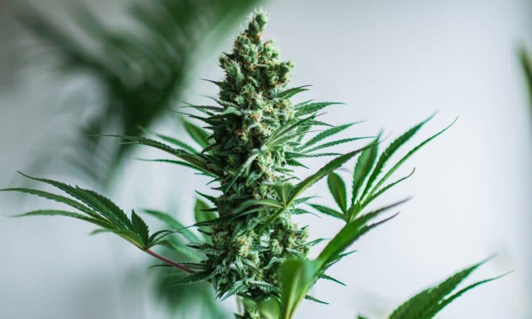 What Is Cannabis Decontamination