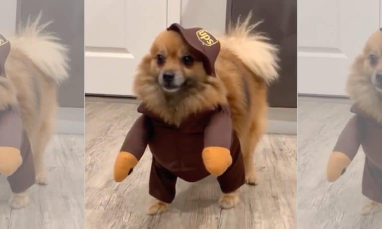 5 Animal Videos To Save Your Week: Oct. 14