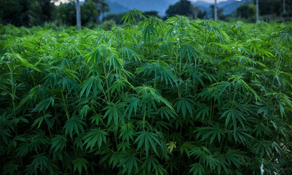 Dumbies Keep Stealing Hemp Crops Thinking They're In 'Marijuana Heaven'