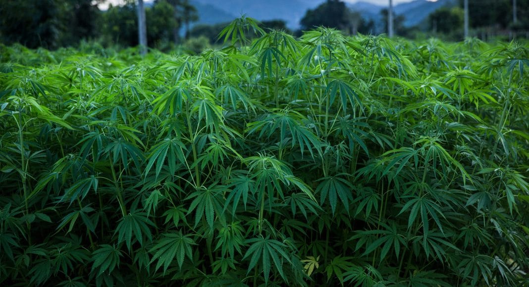 Dumbies Keep Stealing Hemp Crops Thinking They're In 'Marijuana Heaven'