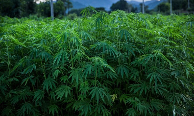 Dummies Keep Stealing Hemp Crops Thinking They’re Marijuana