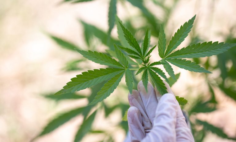 How CBD Blocks The Paranoia And Anxiety From Marijuana’s THC