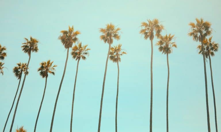 Op-Ed: California’s Thriving Illicit Market Leading To More Crime