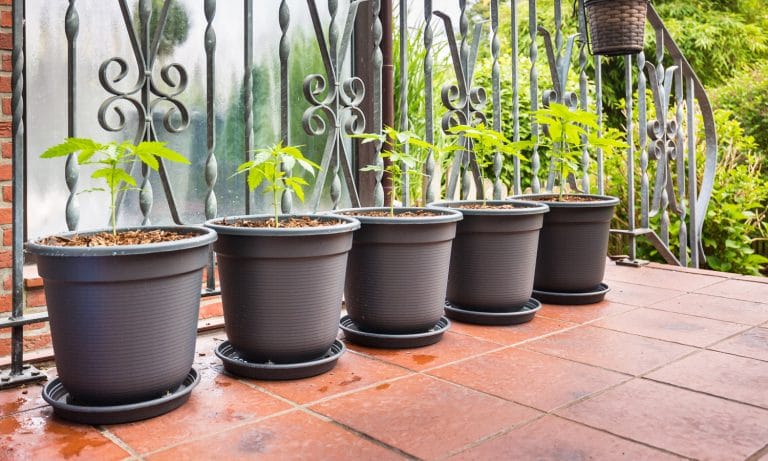 Outdoor Vs. Indoor Grown Cannabis: Which To Choose?