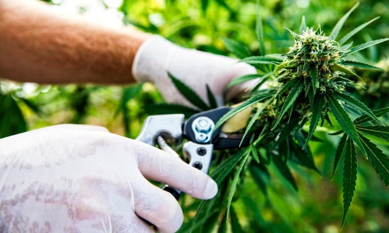 Study Finds No Connection Between Legalizing Marijuana And Crime