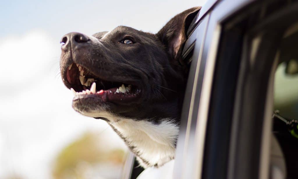 Uber Pet Allows Pets To Travel For A Fee