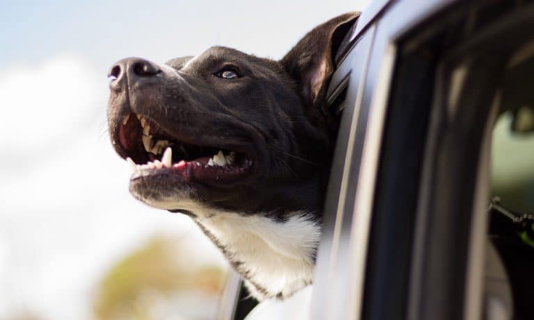 Uber Will Now Let Your Pet Ride For An Extra Fee