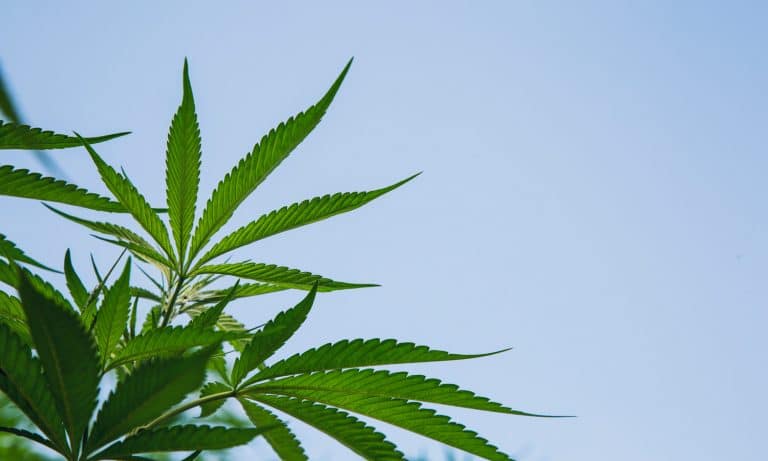 What Impact Does Marijuana Production Have On The Ozone?