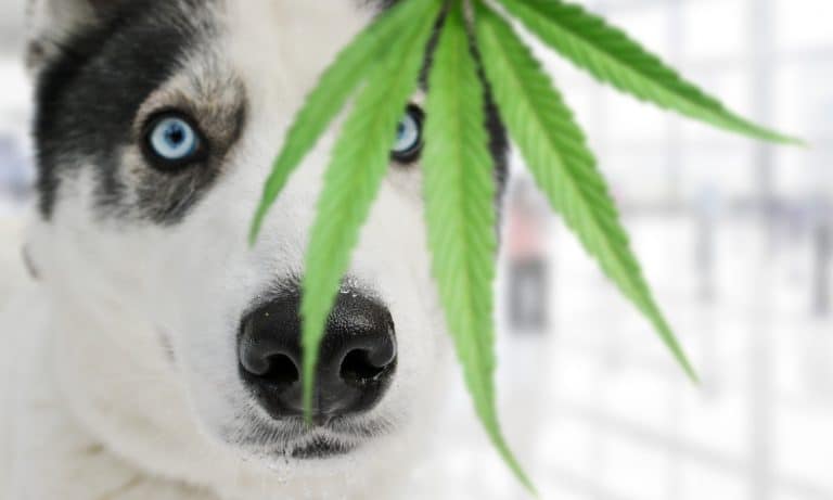Key Steps If Your Dog Eats Marijuana