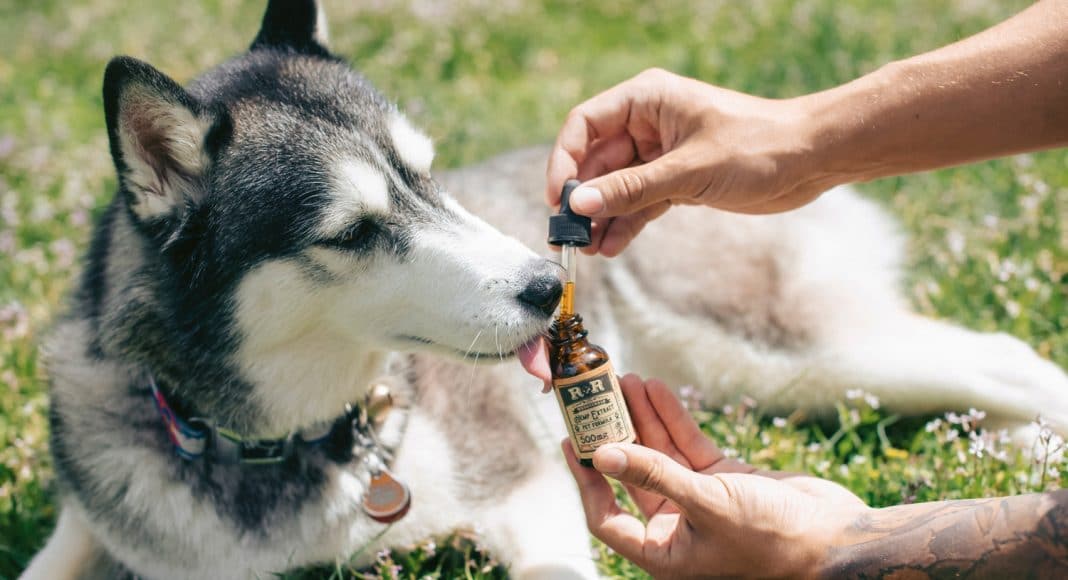 CBD To Treat Your Pet's Travel Anxiety