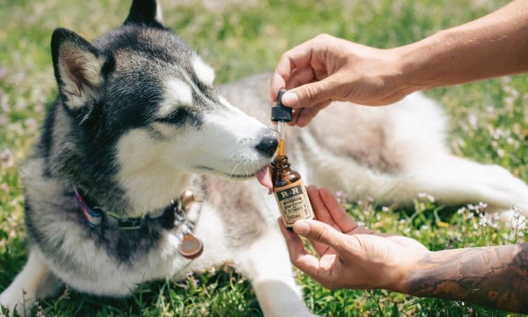 CBD To Treat Your Pet’s Travel Anxiety