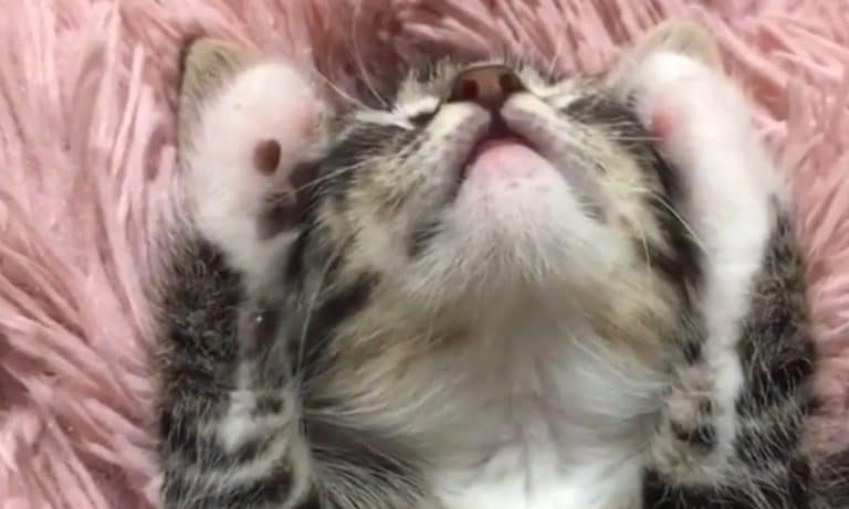 5 Animal Videos To Save Your Week: November 4