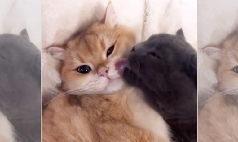 5 Animal Videos To Save Your Week: Nov. 11