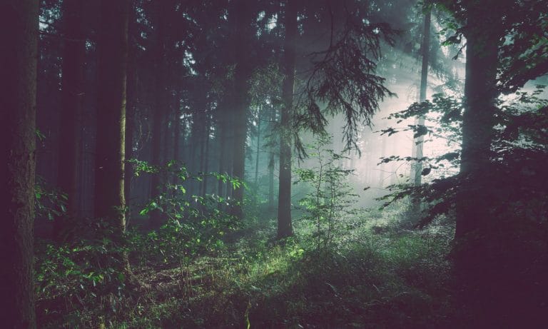 Black Market Marijuana Is Poisoning Public Forests