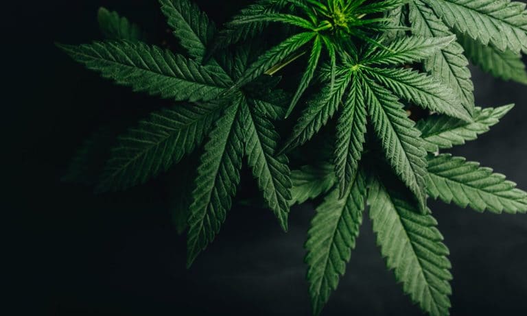 Will My Home Be Seized If My Child Gets Busted For Marijuana?