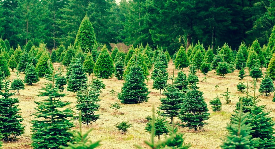 Demand For CBD Oil Could Lead To Christmas Tree Shortage
