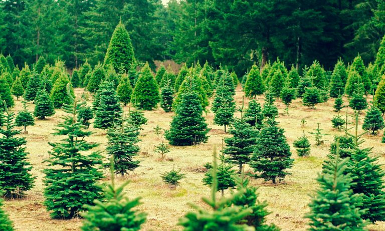 Demand For CBD Oil Could Lead To Christmas Tree Shortage