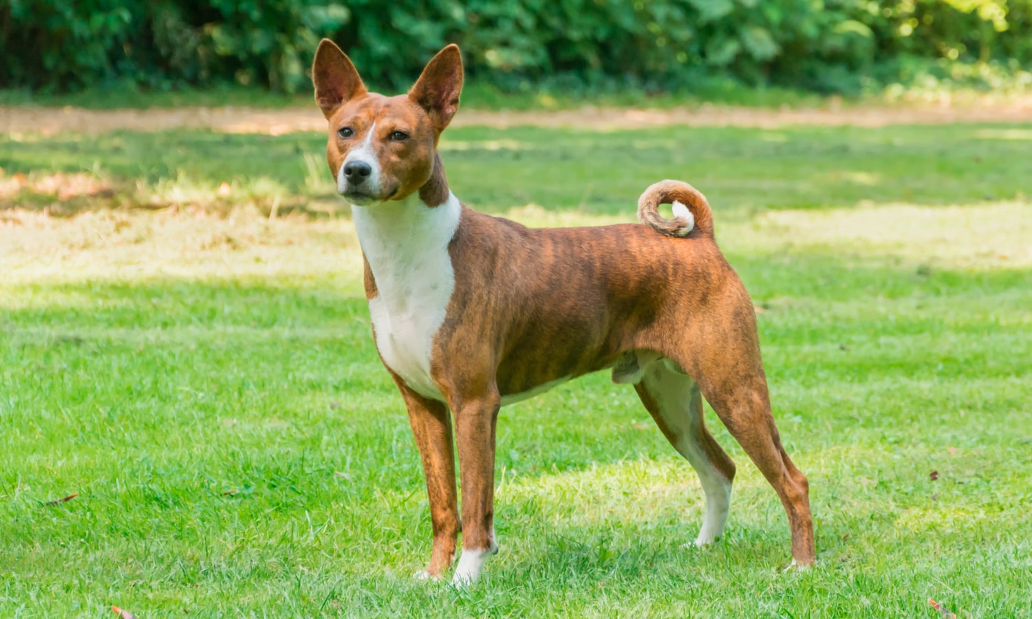 can a basenji live in netherlands