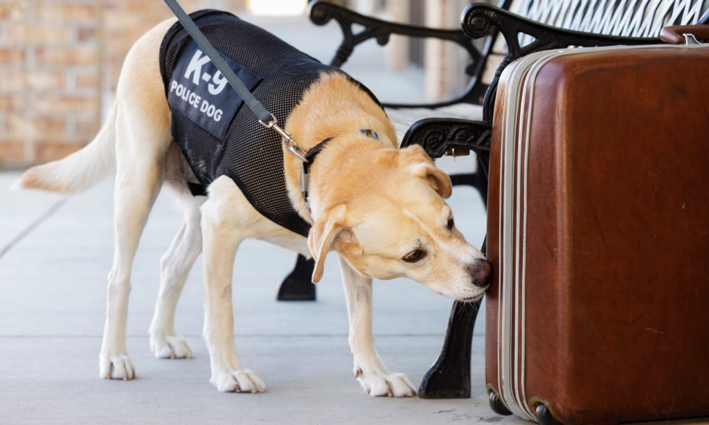 How Accurate Are Drug Sniffing Dogs?