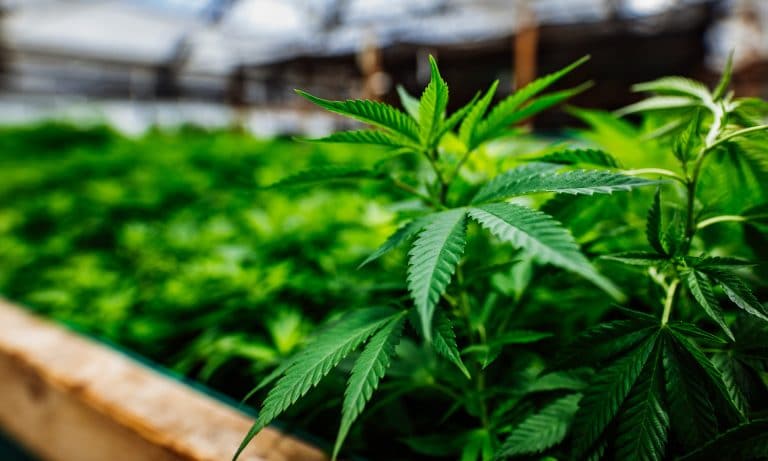 Legal Weed Is Impacting The Billion Dollar Sleep Market