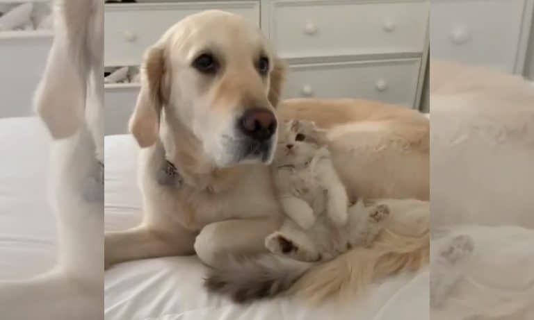 5 Animal Videos To Save Your Week: Dec. 2