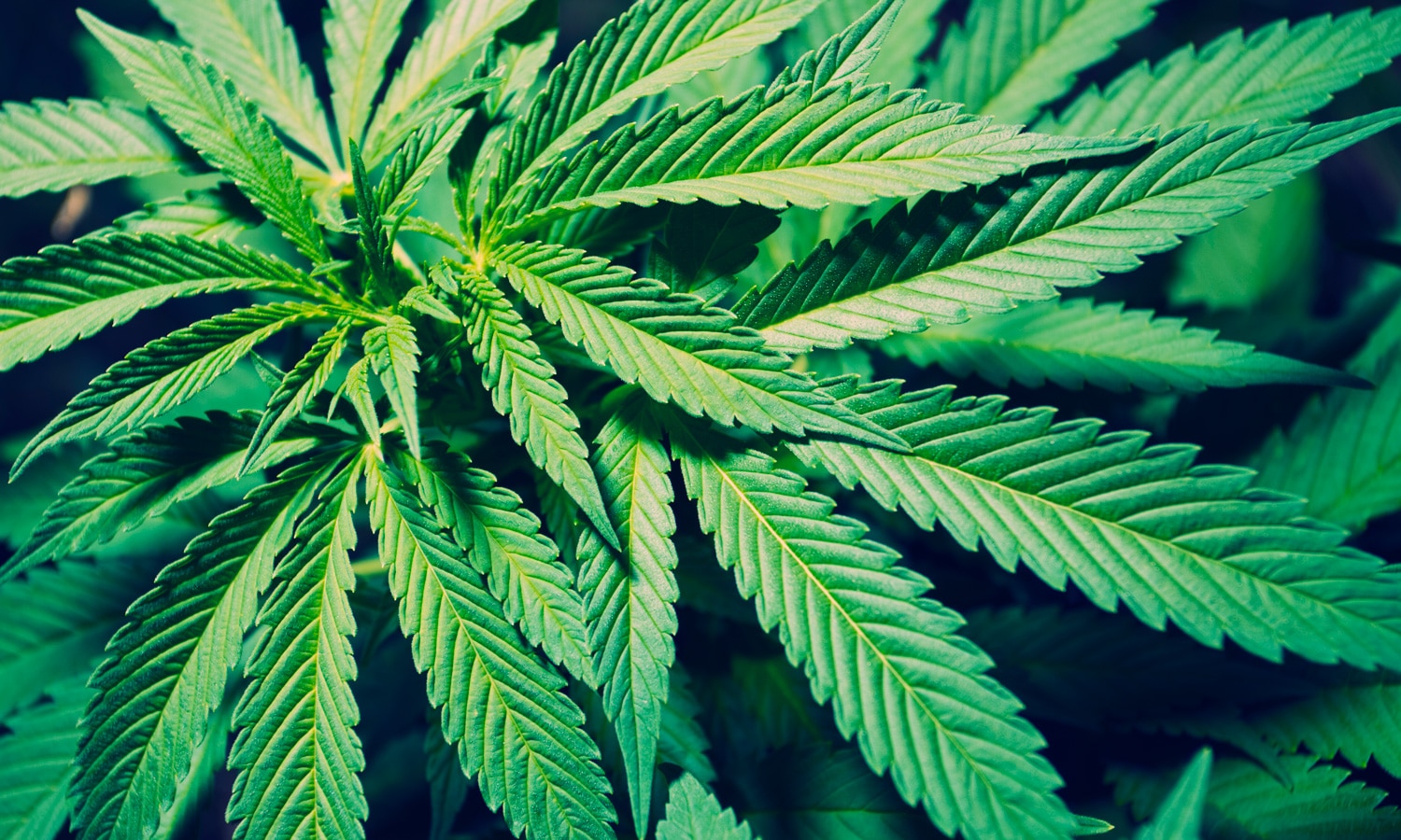 5 Of The Most Promising Cannabinoids For 2020