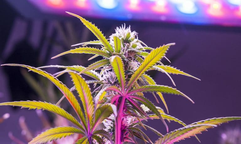 Are Grow Systems Like Seedo The Next Big Thing Or Just Hype?