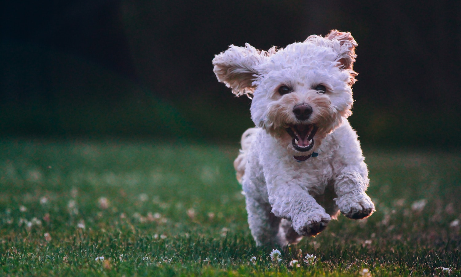 People Keep Naming Their Dogs After Marijuana Terms