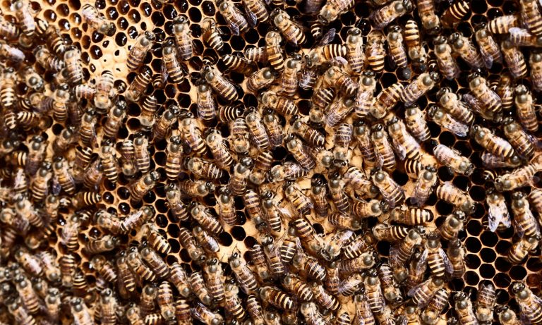 Relationship Between Bees And Hemp Might Surprise You