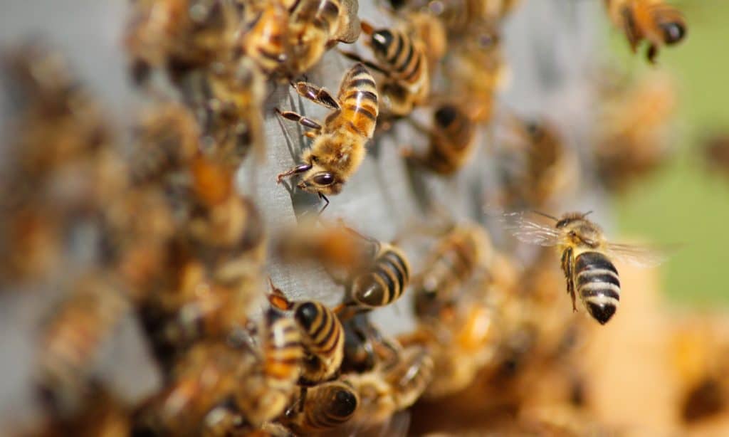 The Relationship Between Bees and Marijuana Might Surprise You