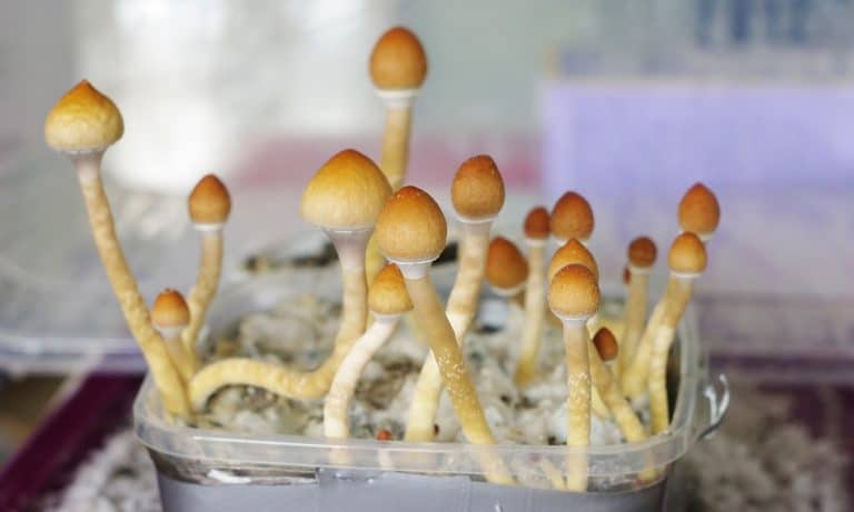 Chocolate Brand Trademarks The Word Psilocybin