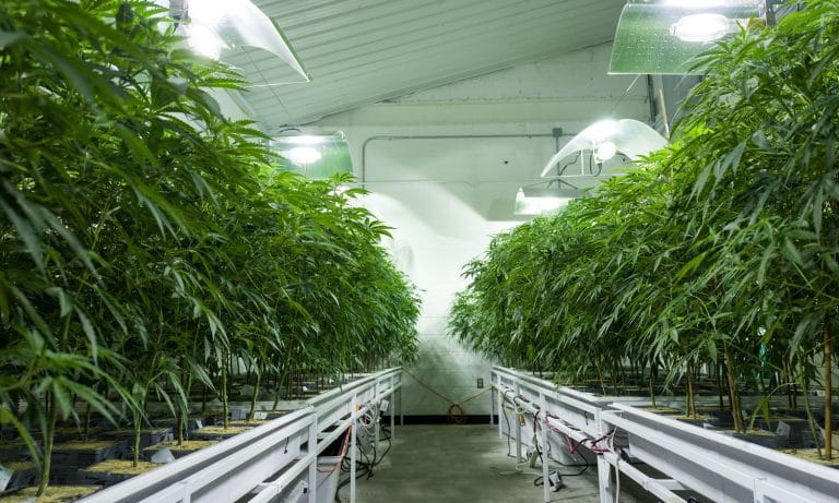 Legal Cannabis Might Help Stop Alcohol-Related Deaths