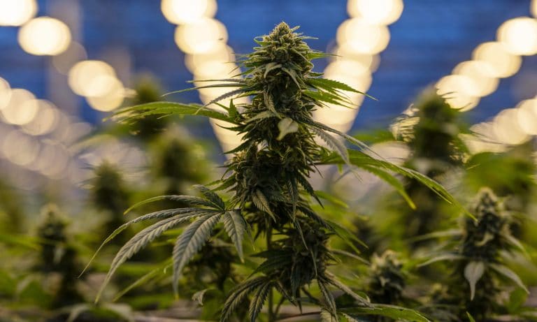 The Hemp Standard Is 0.3% THC, And It Should Be Changed