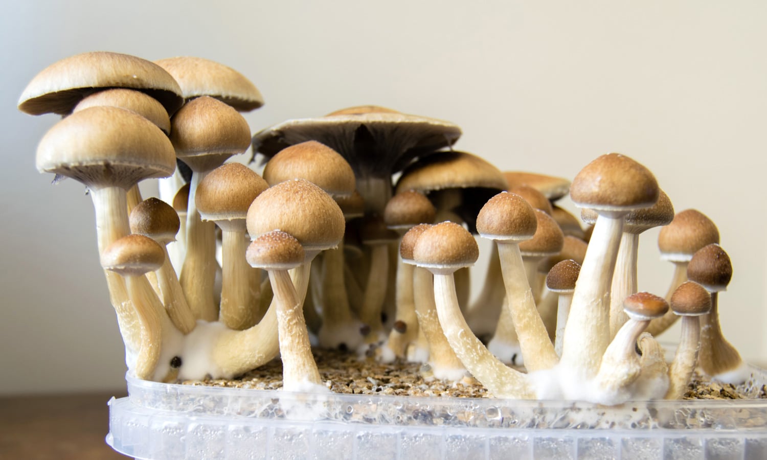 This Psilocybin Patent Could Be A Really Big Deal