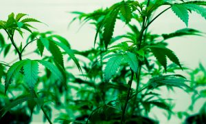 The Old Farmer’s Almanac Embraces Cannabis