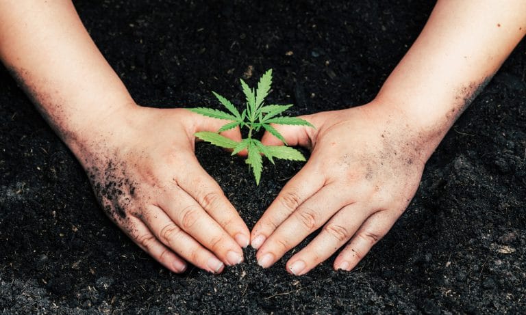 Hemp Farmers Still Searching For Companies To Buy Crop