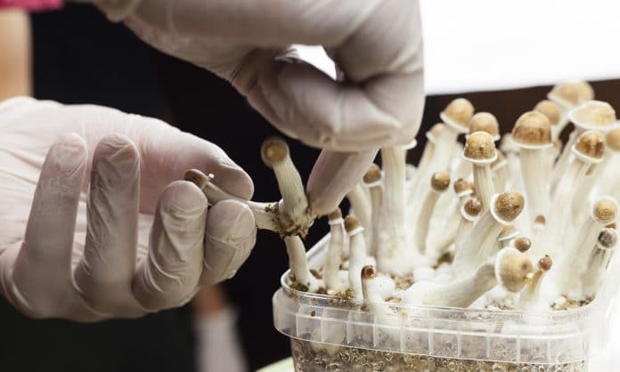 The Psilocybin Movement Is Like The Cannabis Movement (Except When It’s Not) The Psilocybin Movement Is Like The Cannabis Movement (Except When It’s Not)
