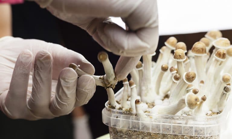DEA Should Allow Psilocybin Therapy For Terminally Ill, Says Congressmen