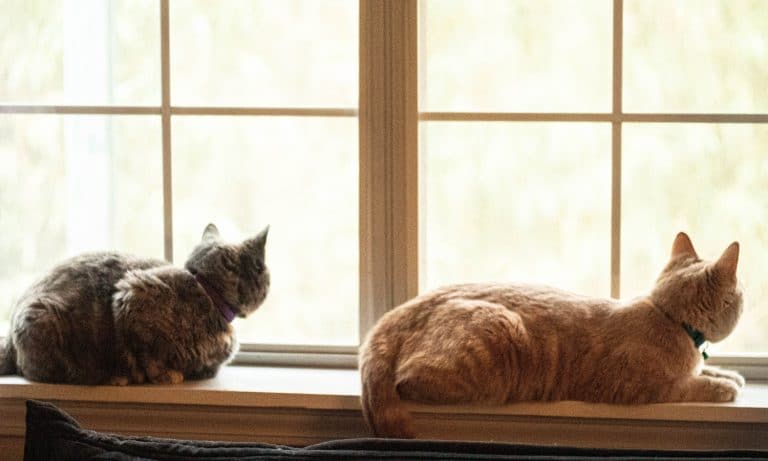 5 Pet Dangers You May Have Missed