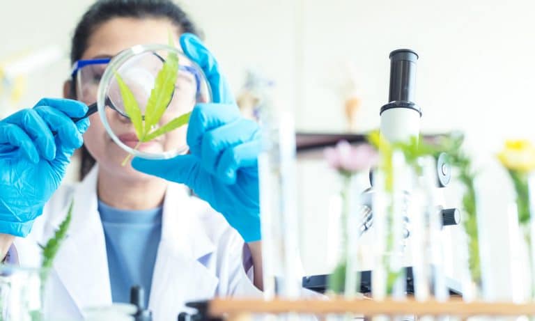 Canadian Scientist Wants To Do COVID-19 Marijuana Research