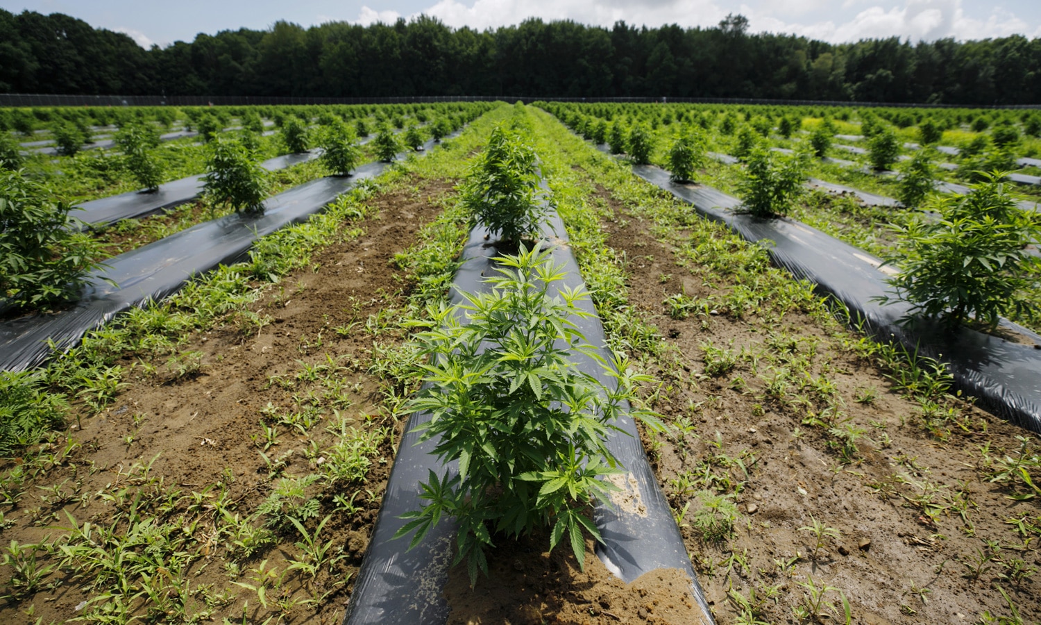 Hemp Farmers Really Need A Break In 2020