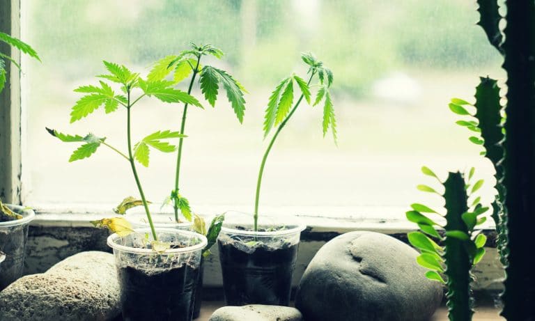 Should COVID-19 Allow Medical Patients To Grow Marijuana